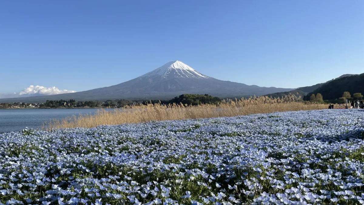 Japonsko jinak: mezi tradicí a současností s českým průvodcem