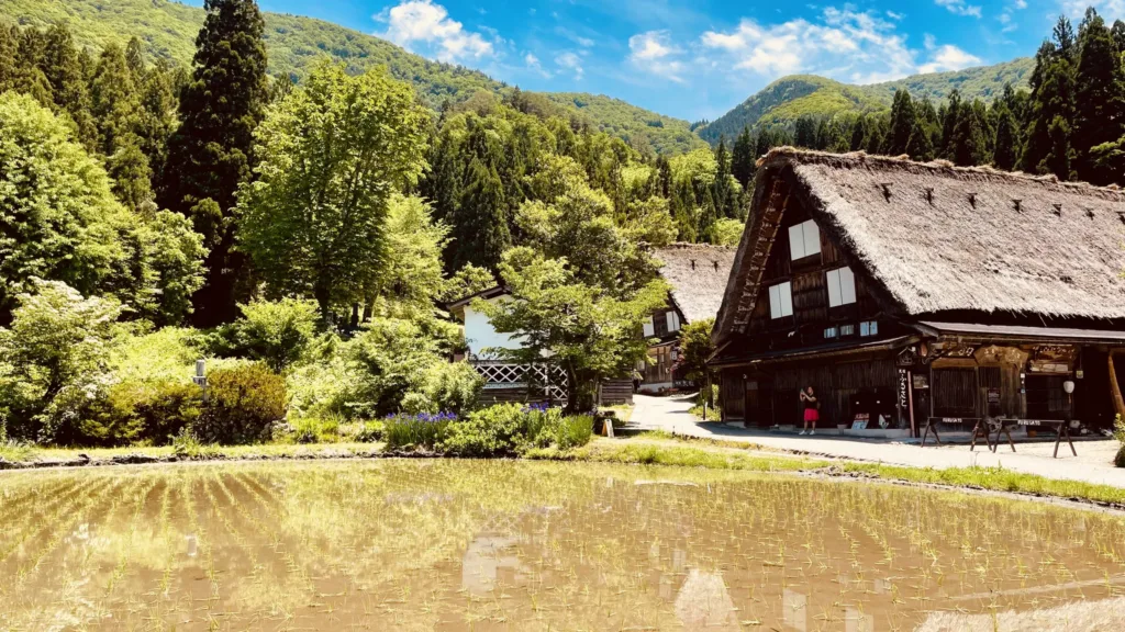 Doškový tradiční dům u rýžového pole, obklopený zelenými lesnatými horami.