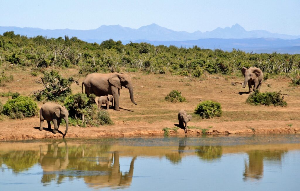 Skupina slonů afrických u klidného napajedla v savaně s horami v pozadí.