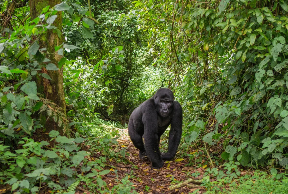 Uganda