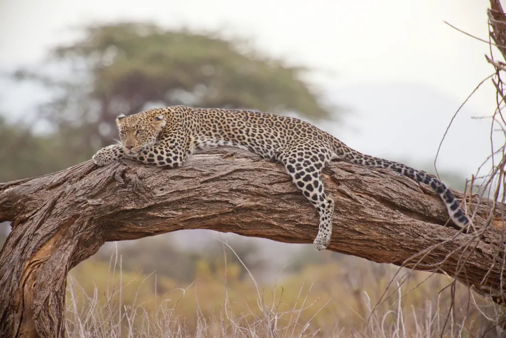 Levhart leží roztažený na silné vodorovné větvi stromu v africké savaně.