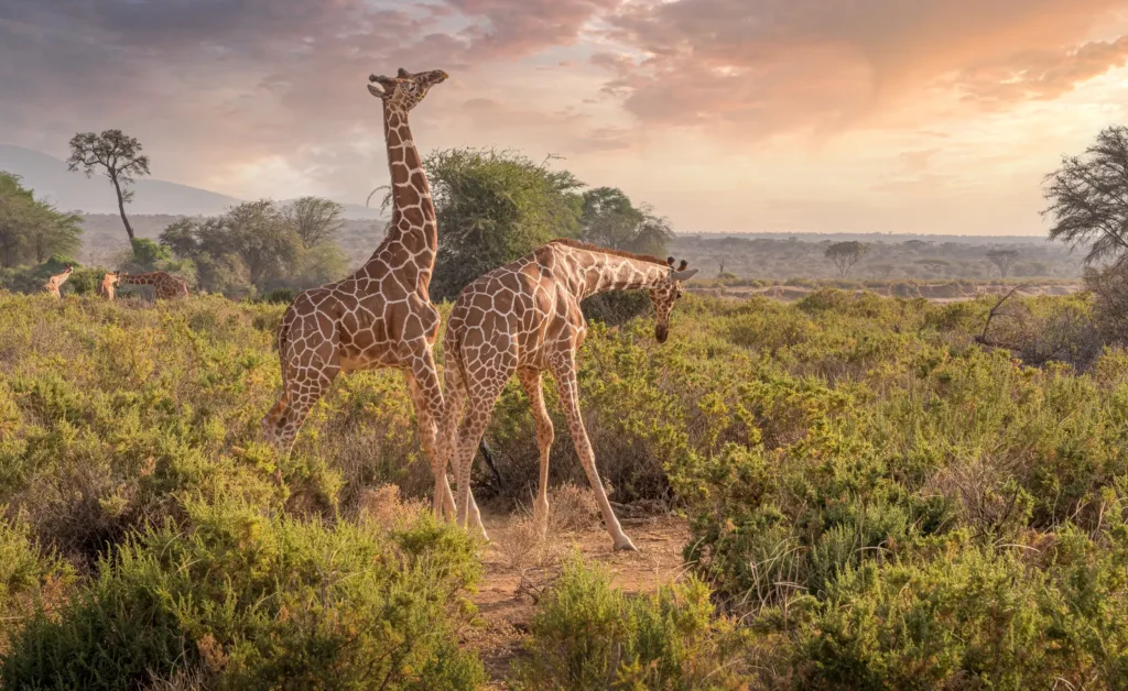 Dvě žirafy stojící mezi zelenými keři v africké savaně při západu slunce