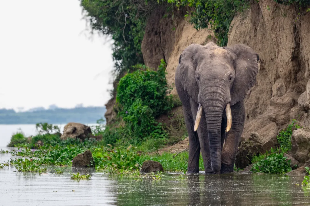 Slon africký stojí ve vodě u zarostlého břehu řeky pod písčitým srázem.