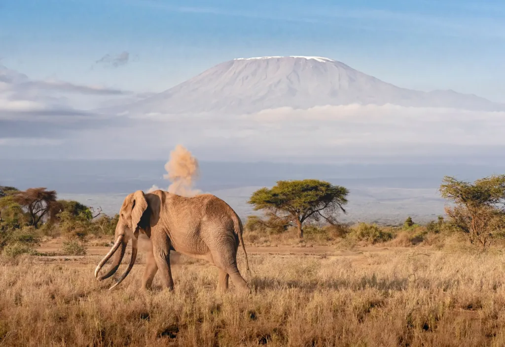 Slon africký kráčí suchou savanou, v pozadí se zvedá hora Kilimandžáro zahalená mraky.