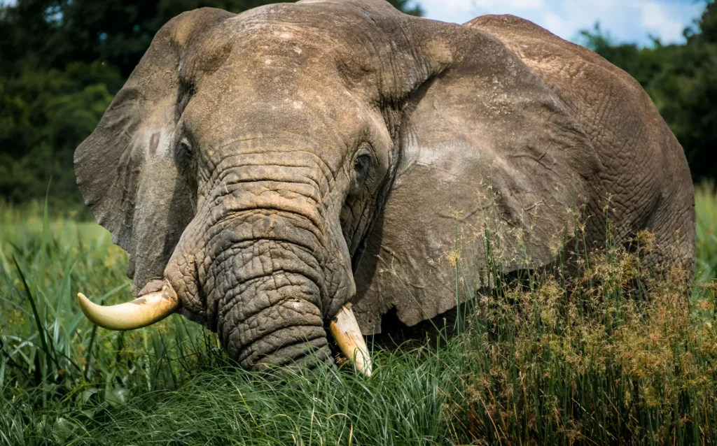 Slon africký s kly stojící v vysoké zelené trávě