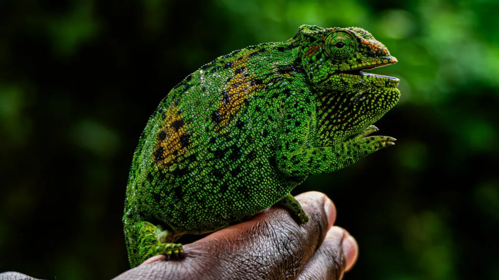 Zelený chameleon s oranžovými skvrnami sedící na dlani člověka v tropické zeleni.
