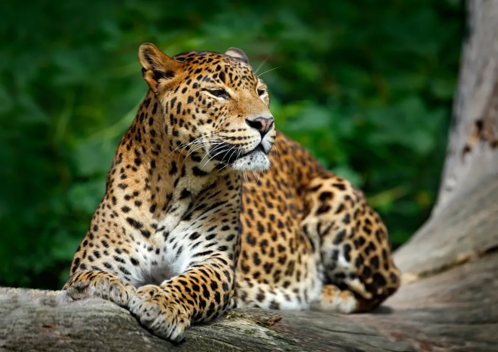 Leopard s charakteristickou skvrnitou srstí leží na kmeni stromu v zeleném porostu
